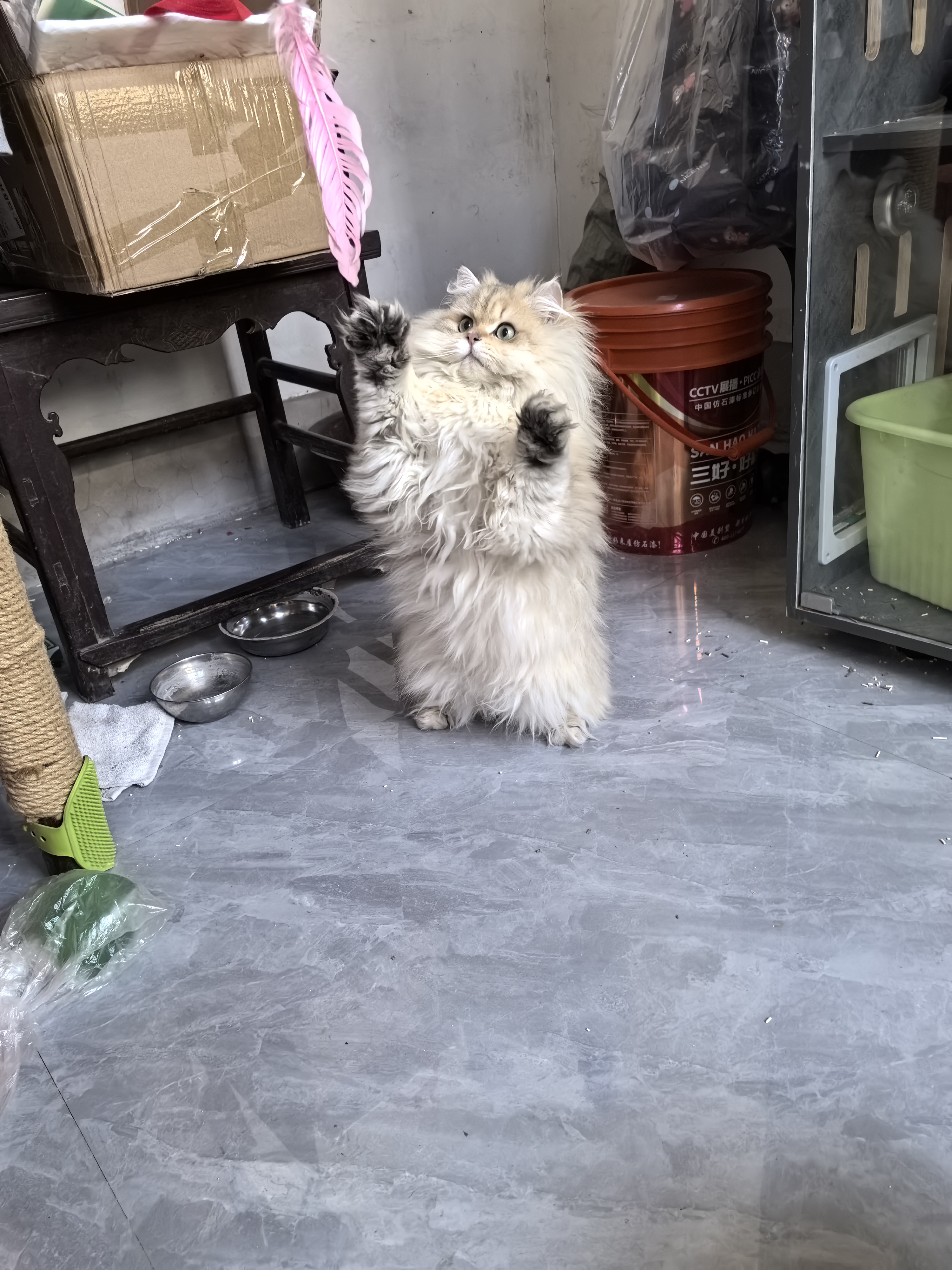 现在会自己吃饭，自己拉粑粑，长大后必大绿眼